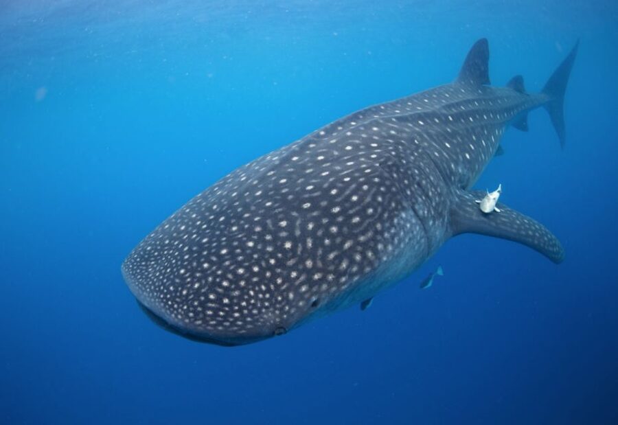 From Cabo: Snorkel with Whale Sharks in La Paz - La Paz boardwalk stroll and the Hotel California stop