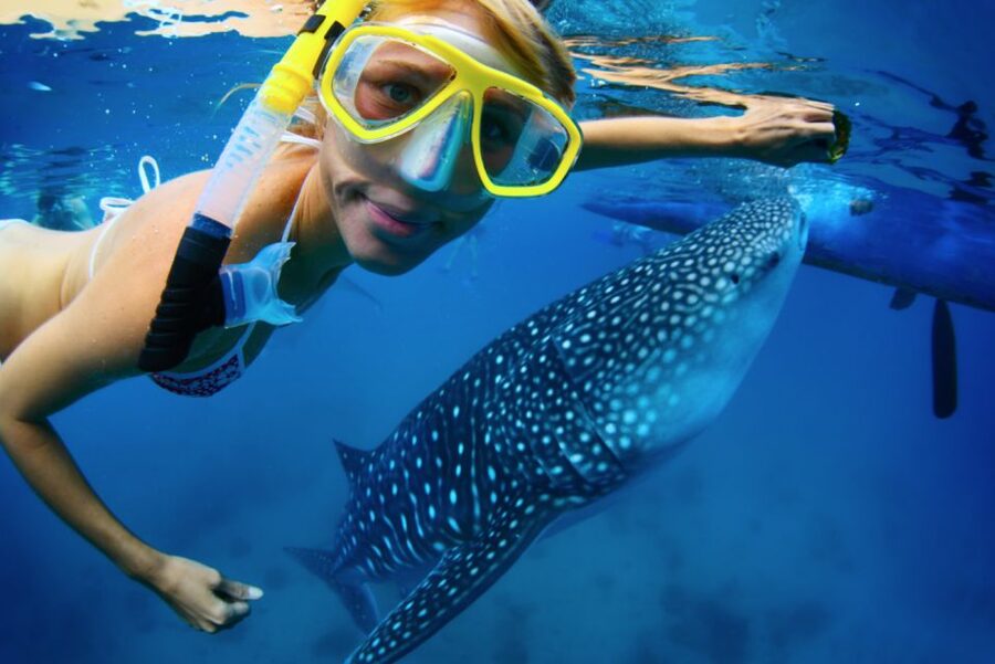 From Cabo: Snorkel with Whale Sharks in La Paz - Key points before you go