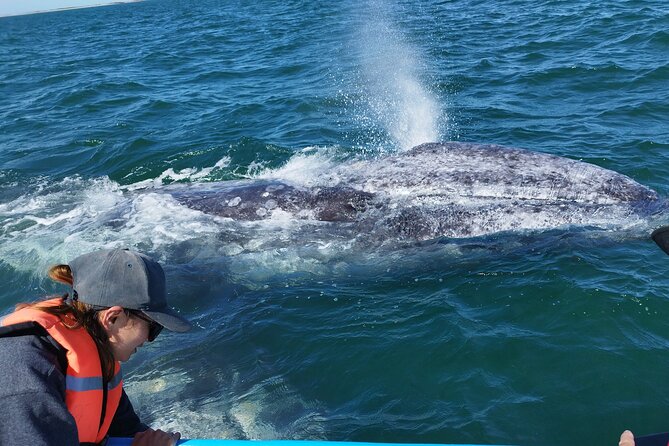 Full Day Gray Whale Watching Experience - Key things I’d circle before you book