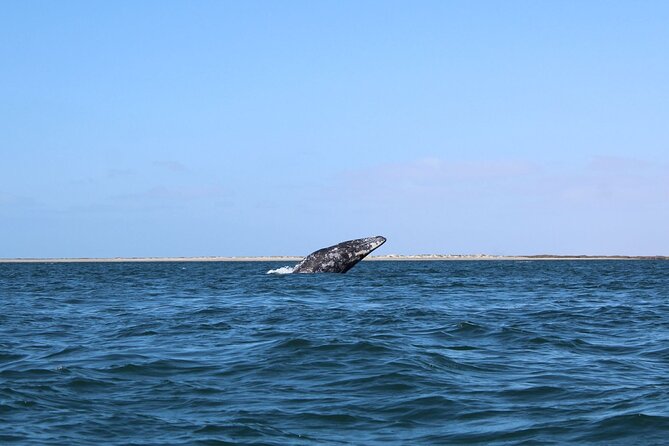Full Day Gray Whale Watching Experience - A full-day gray whale outing, built around respectful viewing