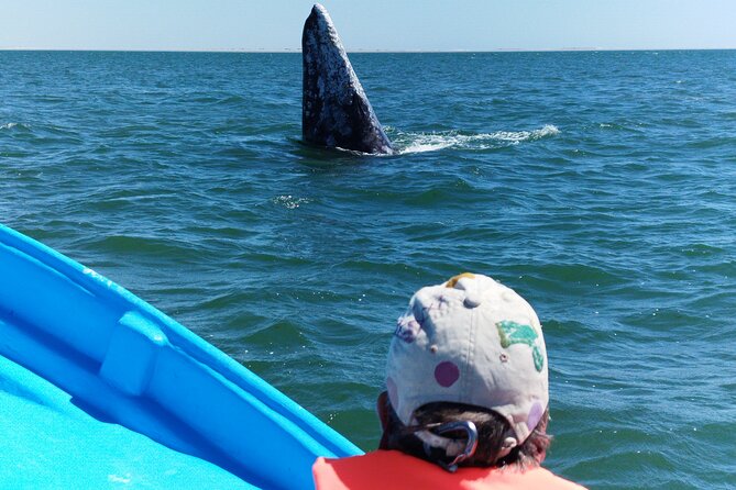Full Day Gray Whale Watching Experience - The main event: two hours watching gray whales properly
