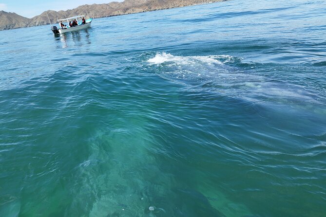 Full Day Gray Whale Watching Experience - Lunch at Puerto Chale: what you get, what you skip