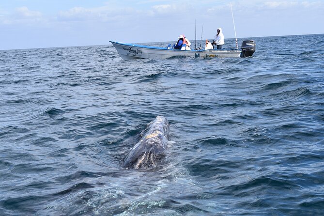 Full-Day Gray Whale Watching tour from Cabo to Mag Bay - Key Things I’d Prioritize on This Gray Whale Day