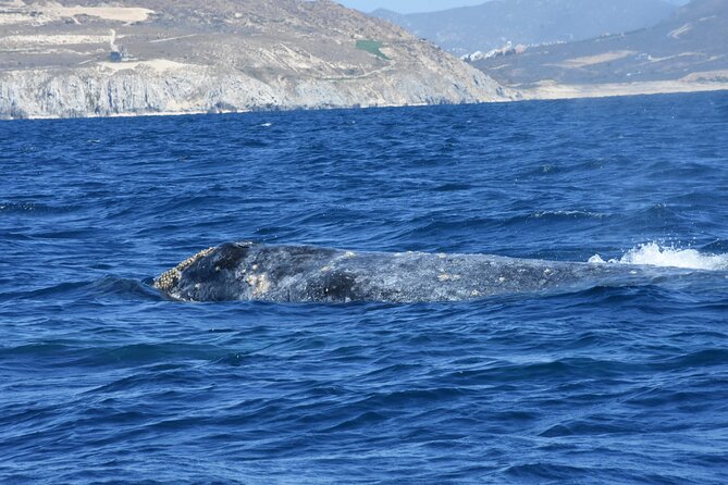 Full-Day Gray Whale Watching tour from Cabo to Mag Bay - Cabo to Puerto Chale: The Drive That Sets the Tone