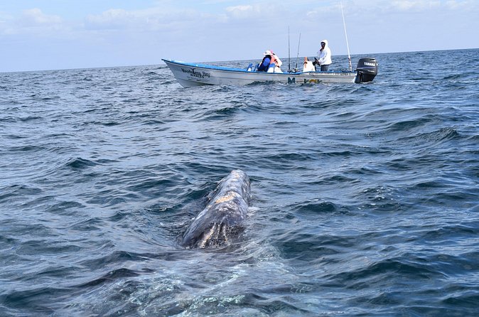 Full-Day Gray Whale Watching tour from Cabo to Mag Bay - Puerto Chale and Lunch: Fuel Without Fancy Detours