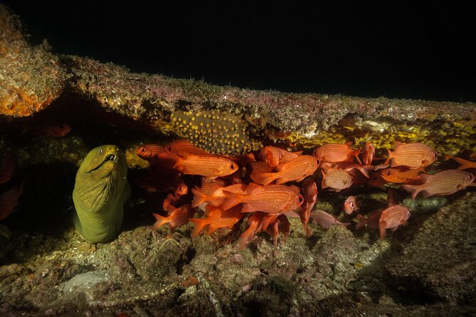 Full Day Private Scuba Diving in Espiritu Santo Island - Two underwater scuba sessions, chosen from strong site variety