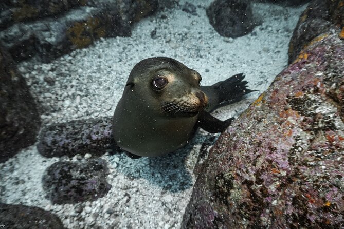 Full Day Private Scuba Diving in Espiritu Santo Island - Gear, wetsuit, and the comfort factor that makes scuba feel easier