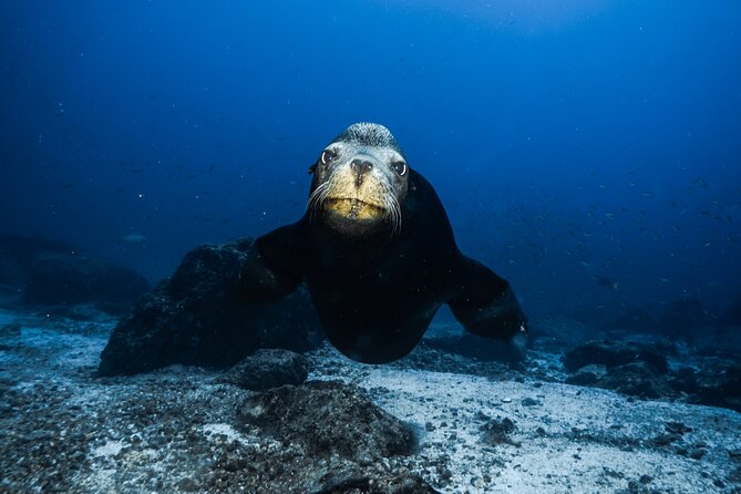 Full Day Private Scuba Diving in Espiritu Santo Island - Balandra Beach: a quick reset before the long island run