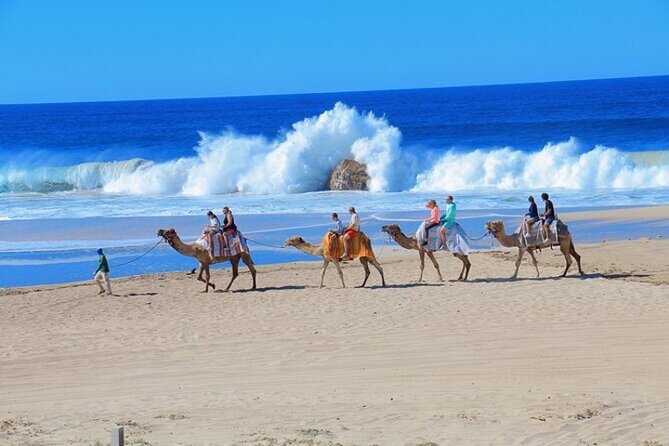 Fun Camel Ride and UTV COMBO with Tequila Tasting! - Migriño Beach Dunes and Ocean-Side Cliffs, What the Driving Portion Really Gives
