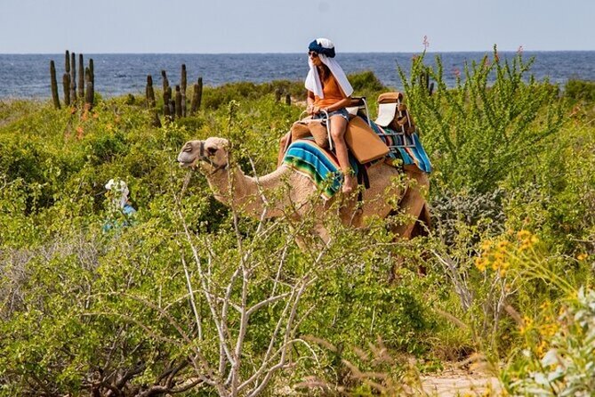 Fun Camel Ride and UTV COMBO with Tequila Tasting! - Timing, Pickup, and the Shared-Tour Reality in Cabo