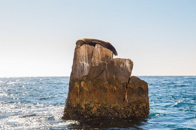 Glass Bottom Boat in Cabo San Lucas, free time in Playa del Amor - Price and Value: What $30 Gets You, Plus the Dock Tax