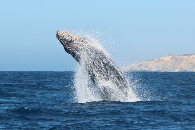 Glass Bottom Boat Sightseeing Tour in Cabo San Lucas - Meeting at the Marina and Getting Settled Fast
