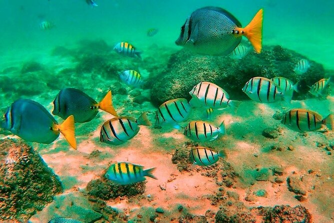 Glass Bottom Boat Sightseeing Tour in Cabo San Lucas - Divorce Beach Stop: Time to Explore on Your Own