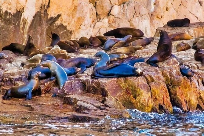 Glass Bottom Boat Sightseeing Tour in Cabo San Lucas - Motion Sickness, Dock Fees, and Getting Photos You Can Use