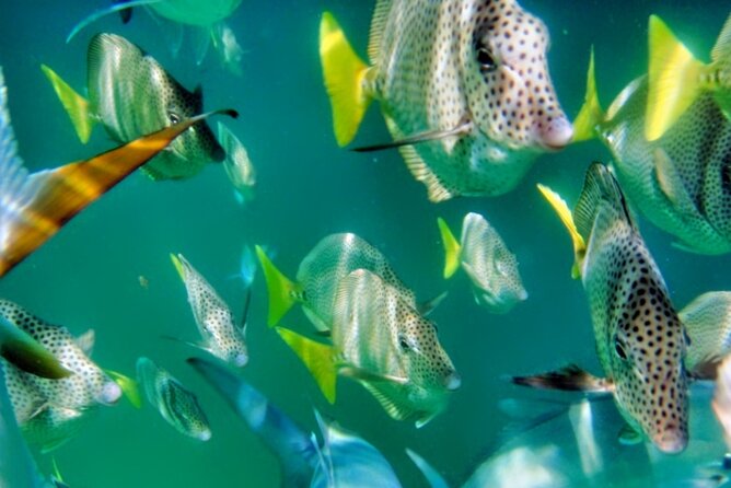 Glass Bottom Boat Sightseeing Tour in Cabo San Lucas - The El Arco Stop: Land’s End Landmarks From the Water