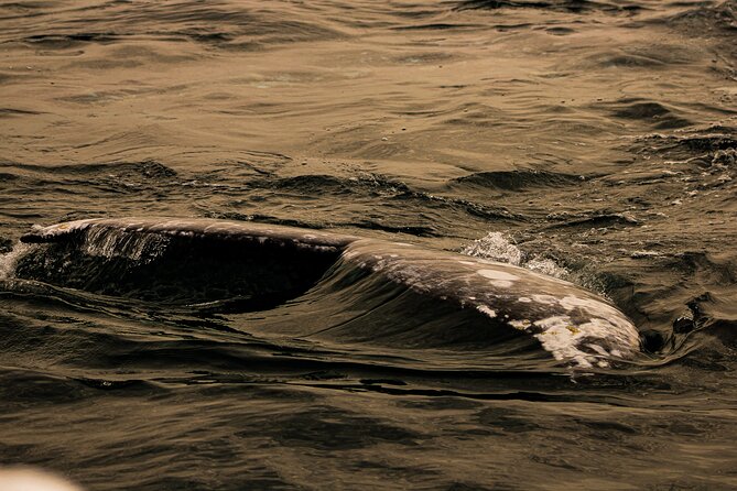 Gray Whale Journey: 10-Hour Tour with 3 Hours of Whale Watching - Guidance in Plain English, With Eco-Scientific Context