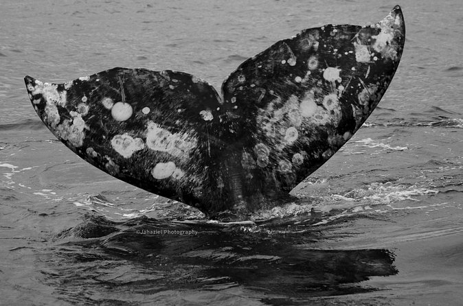 Gray Whale Journey: 10-Hour Tour with 3 Hours of Whale Watching - What Your Day Includes: Meals, Snacks, Water, and Local Beer