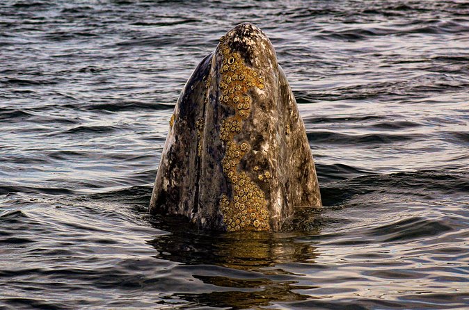 Gray Whale Journey: 10-Hour Tour with 3 Hours of Whale Watching - Price at $298.89: What You Pay For and What You Get Back