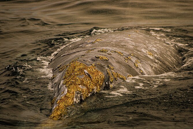 Gray Whale Journey: 10-Hour Tour with 3 Hours of Whale Watching - Puerto Chale and Bahía Almejas: Where the Whales Concentrate