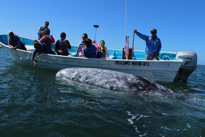 Gray Whale-Watching 2-Day Experience in Magdalena Bay - Key things I’d circle before you book