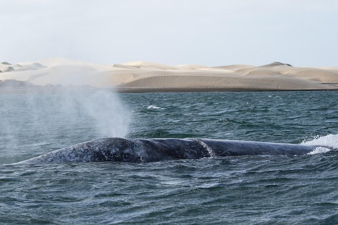 Gray Whale-Watching 2-Day Experience in Magdalena Bay - Why Magdalena Bay is the gray whale maternity stop you actually want