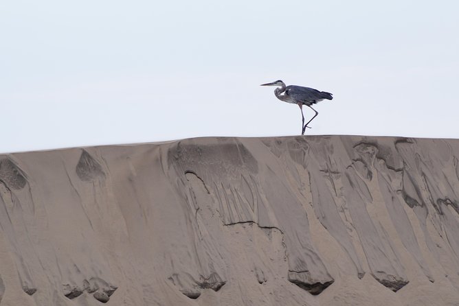Gray Whale-Watching 2-Day Experience in Magdalena Bay - Day 2 sunrise cruise: the early start that changes everything