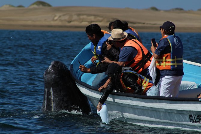 Gray Whale-Watching 2-Day Experience in Magdalena Bay - Price and value: what you’re really paying $799 for