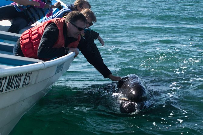 Gray Whale-Watching 2-Day Experience in Magdalena Bay - Cabo San Lucas to Magdalena Bay, the long route that makes the experience worth it