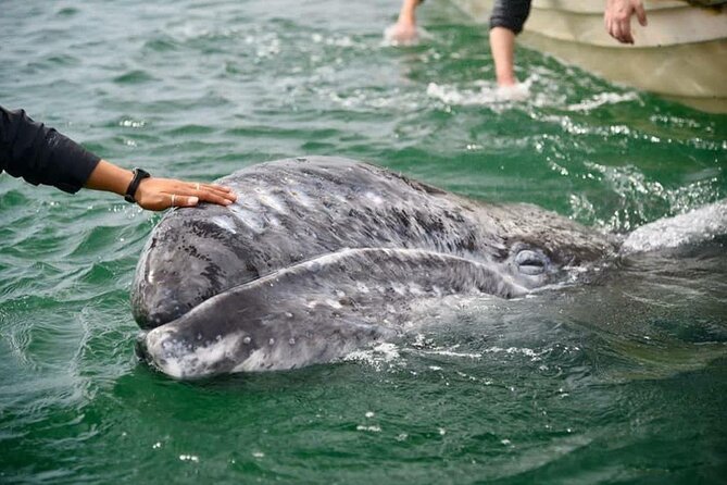 Gray Whale Watching Expedition at Magdalena Bay - Key Things To Know Before You Go