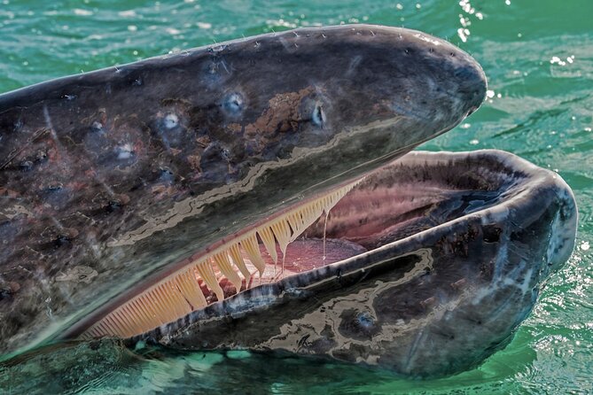 Gray Whale Watching Expedition at Magdalena Bay - Why Gray Whales in Magdalena Bay Feel So Close