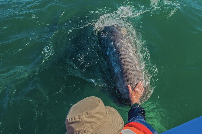 Gray Whale Watching Expedition at Magdalena Bay - Whale Encounters, Dolphin Extras, and Bird Watching Moments