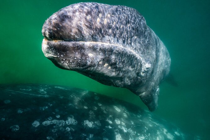 Gray Whale Watching Expedition at Magdalena Bay - Timing, What to Pack, and How to Stay Comfortable