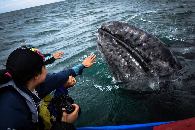 Gray Whale Watching Expedition at Magdalena Bay - Price and Value: Is $179.12 Worth It?