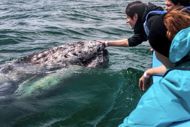 Gray Whale Watching Expedition at Magdalena Bay - Who This Gray Whale Expedition Fits Best