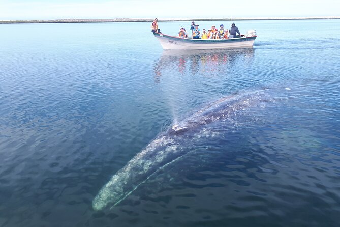 Gray Whale Watching Expedition at Magdalena Bay - Should You Book This Gray Whale Watching Expedition?