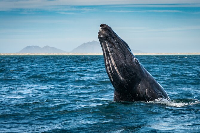 Gray Whale Watching Expedition at Magdalena Bay - From Puerto Chale to Bahía Magdalena and Almejas