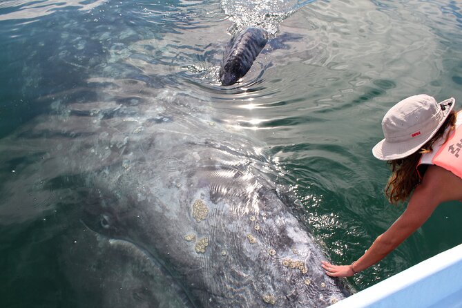 Gray Whale Watching Tour with Marine Biologist and Small Group - Key highlights worth planning around