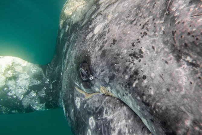 Gray Whale Watching Tour with Marine Biologist and Small Group - How the La Paz to Puerto Chale day really flows