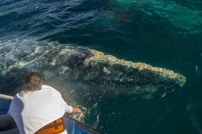Gray Whale Watching Tour with Marine Biologist and Small Group - Eco-conscious whale viewing, where respect is the plan
