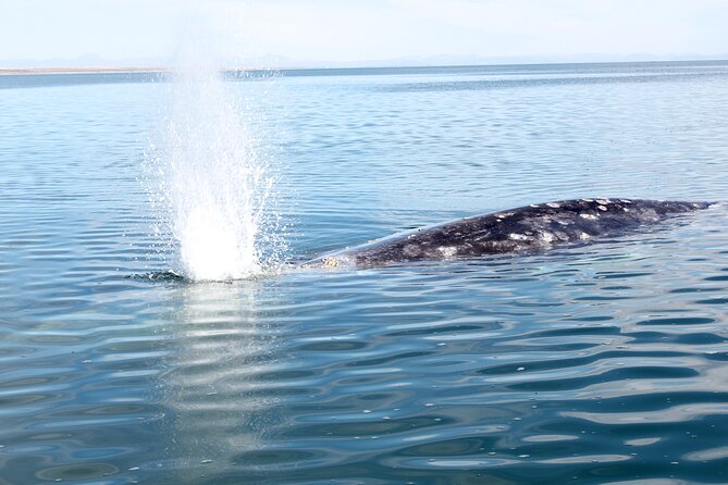 Gray Whale Watching Tour with Marine Biologist and Small Group - Puerto Chale seafood lunch, local ingredients and real time ashore