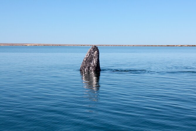 Gray Whale Watching Tour with Marine Biologist and Small Group - What to bring: sun, wind, cold, and comfort you’ll thank yourself for