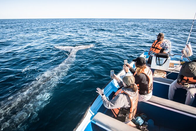 Gray Whale Watching Tour with Marine Biologist and Small Group - Price and value at $376.34: what you’re paying for