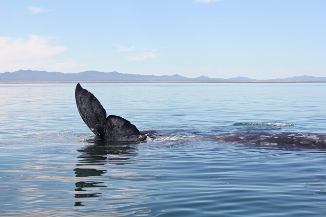 Gray Whale Watching Tour with Marine Biologist and Small Group - Who should book this small-group La Paz whale tour