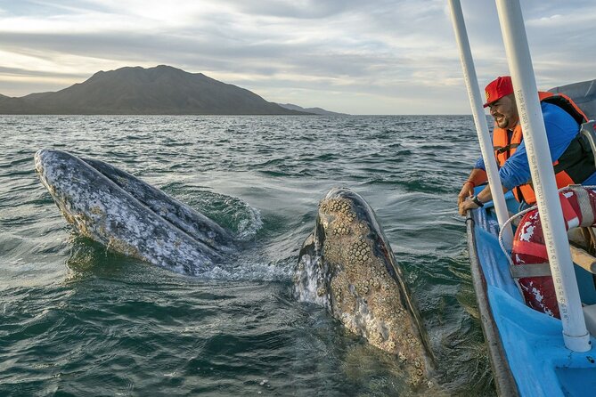 Gray Whales Watching in Magdalena Bay - Key things to know before you go