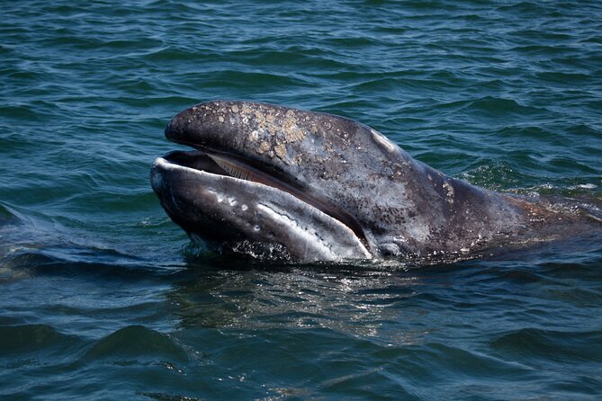 Gray Whales Watching in Magdalena Bay - Magdalena Bay gray whales: what you are really signing up for