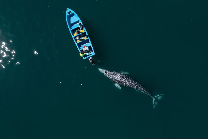 Gray Whales Watching in Magdalena Bay - Meeting Hamza and the marine biologist briefings in English, Spanish, and French