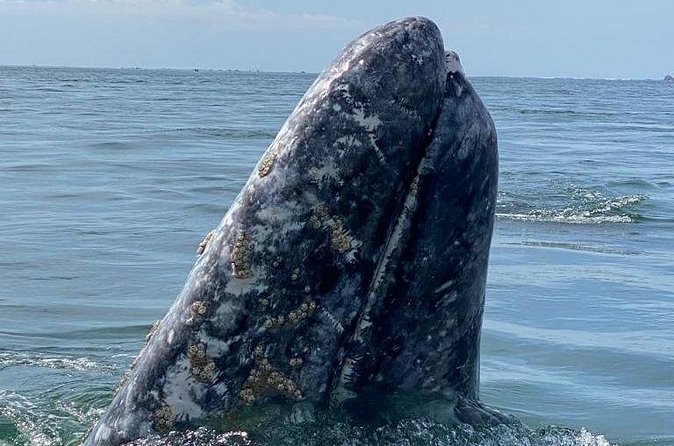 Gray Whales Watching in Magdalena Bay - Boarding the panga: comfort, visibility, and a real wildlife viewpoint