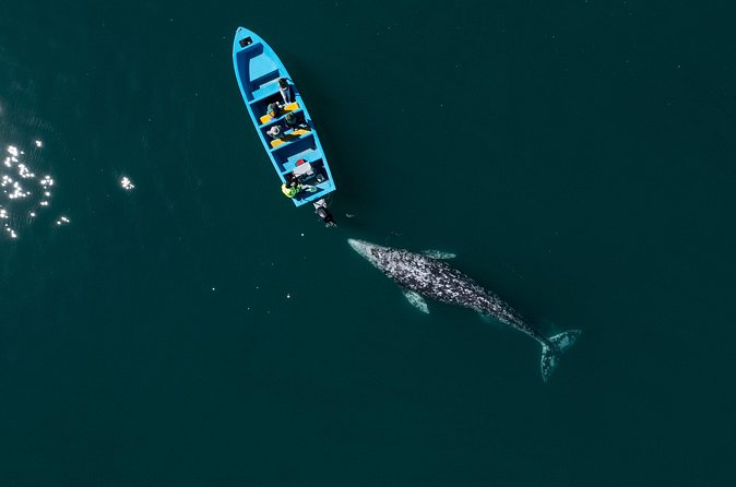 Gray Whales Watching in Magdalena Bay - Breakfast, snacks, and the captain’s house meal stop