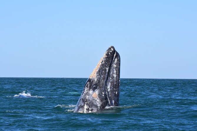 Gray Whales Watching in Magdalena Bay - Small-group whale watching with private transportation