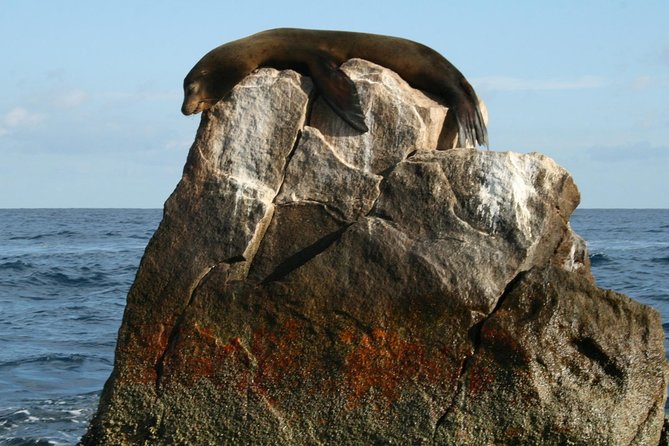 Guided Tour Los Cabos: Boat | Tacos & Tequila | Photos & Transfer - Price and Value: Is $106.25 a Good Deal?